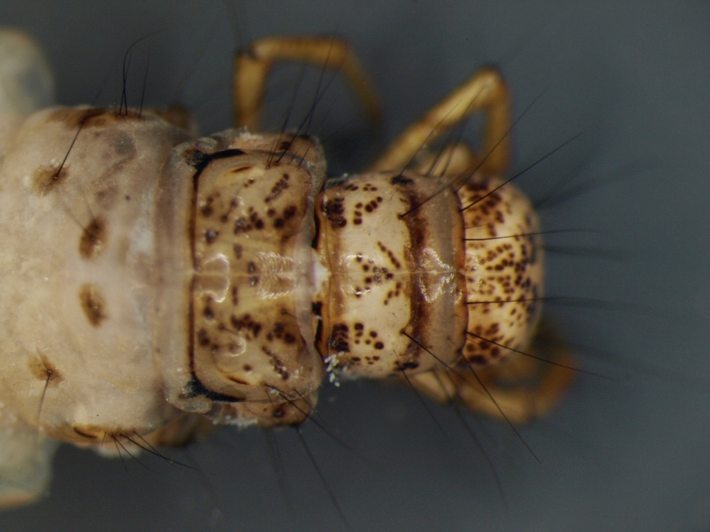 Limnephilus fuscinervis